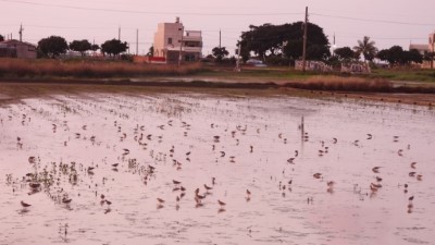 三寮灣獨特湛水文化營造水鳥棲地，年年招攬大批水鳥駐足 (照片來源：里海生活實驗室)